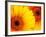 Gerbera Daisy, Washington, USA-Jamie & Judy Wild-Framed Photographic Print