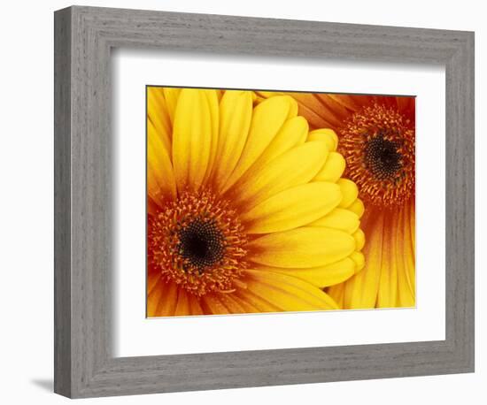 Gerbera Daisy, Washington, USA-Jamie & Judy Wild-Framed Photographic Print