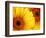 Gerbera Daisy, Washington, USA-Jamie & Judy Wild-Framed Photographic Print