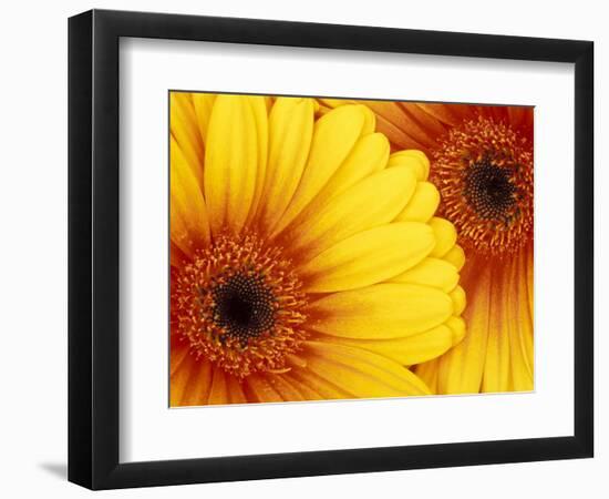 Gerbera Daisy, Washington, USA-Jamie & Judy Wild-Framed Photographic Print