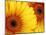 Gerbera Daisy, Washington, USA-Jamie & Judy Wild-Mounted Photographic Print