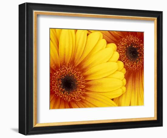 Gerbera Daisy, Washington, USA-Jamie & Judy Wild-Framed Photographic Print