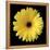 Gerbera Daisy Yellow-Jim Christensen-Framed Stretched Canvas