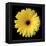 Gerbera Daisy Yellow-Jim Christensen-Framed Stretched Canvas