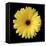 Gerbera Daisy Yellow-Jim Christensen-Framed Stretched Canvas