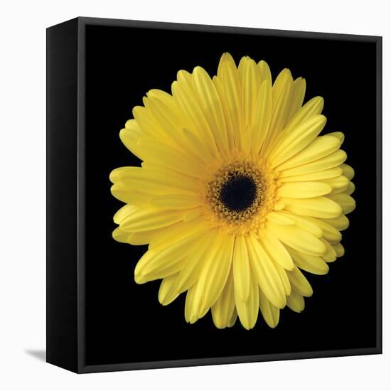 Gerbera Daisy Yellow-Jim Christensen-Framed Stretched Canvas
