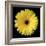 Gerbera Daisy Yellow-Jim Christensen-Framed Photo