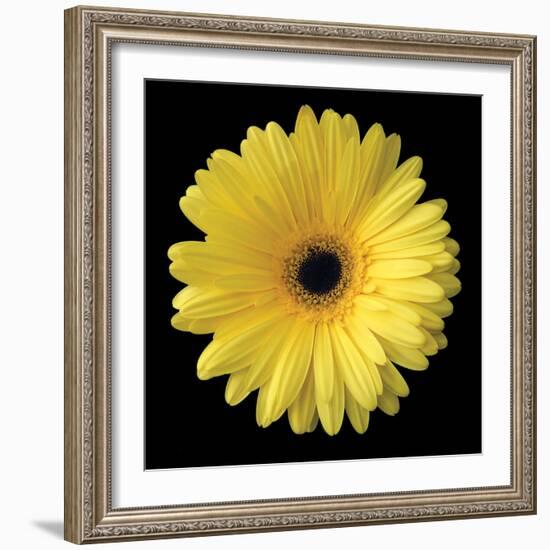 Gerbera Daisy Yellow-Jim Christensen-Framed Photo