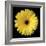 Gerbera Daisy Yellow-Jim Christensen-Framed Photo