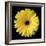 Gerbera Daisy Yellow-Jim Christensen-Framed Photo