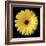 Gerbera Daisy Yellow-Jim Christensen-Framed Photo