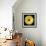Gerbera Daisy Yellow-Jim Christensen-Framed Photo displayed on a wall