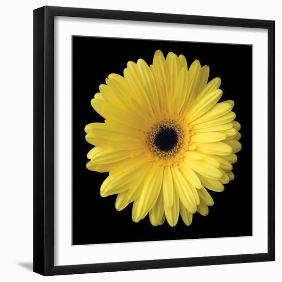 Gerbera Daisy Yellow-Jim Christensen-Framed Photo