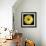 Gerbera Daisy Yellow-Jim Christensen-Framed Photo displayed on a wall