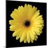 Gerbera Daisy Yellow-Jim Christensen-Mounted Photo