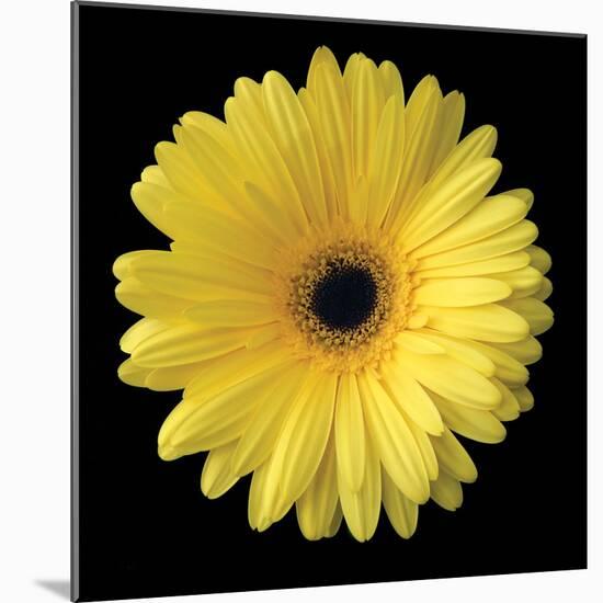 Gerbera Daisy Yellow-Jim Christensen-Mounted Photo