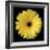 Gerbera Daisy Yellow-Jim Christensen-Framed Photo