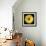 Gerbera Daisy Yellow-Jim Christensen-Framed Photo displayed on a wall