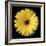 Gerbera Daisy Yellow-Jim Christensen-Framed Photo