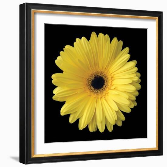 Gerbera Daisy Yellow-Jim Christensen-Framed Photo