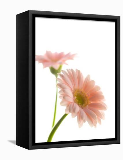 Gerbera daisy-Kiyoshi Miyagawa-Framed Premier Image Canvas