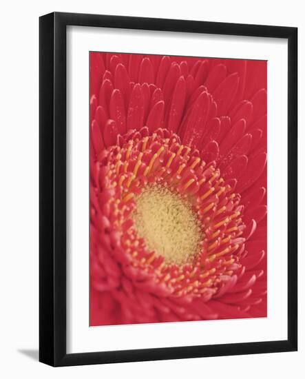 Gerbera Daisy-null-Framed Photographic Print