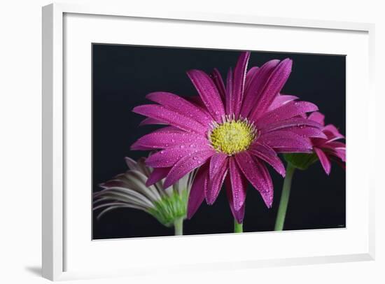 Gerbera Daisy-Gordon Semmens-Framed Photographic Print