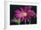 Gerbera Daisy-Gordon Semmens-Framed Photographic Print