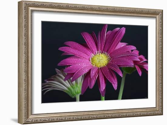 Gerbera Daisy-Gordon Semmens-Framed Photographic Print