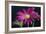 Gerbera Daisy-Gordon Semmens-Framed Photographic Print