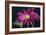 Gerbera Daisy-Gordon Semmens-Framed Photographic Print