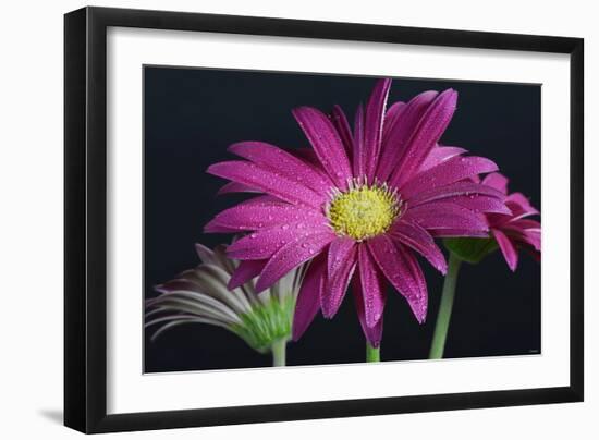 Gerbera Daisy-Gordon Semmens-Framed Photographic Print