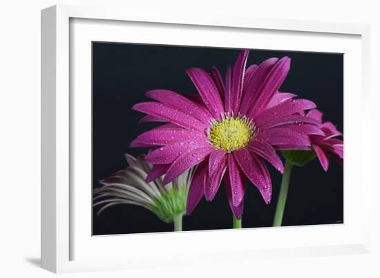 Gerbera Daisy-Gordon Semmens-Framed Photographic Print