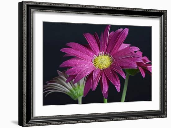 Gerbera Daisy-Gordon Semmens-Framed Photographic Print