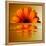 Gerbera Flower as Rising Sun-Winfred Evers-Framed Premier Image Canvas