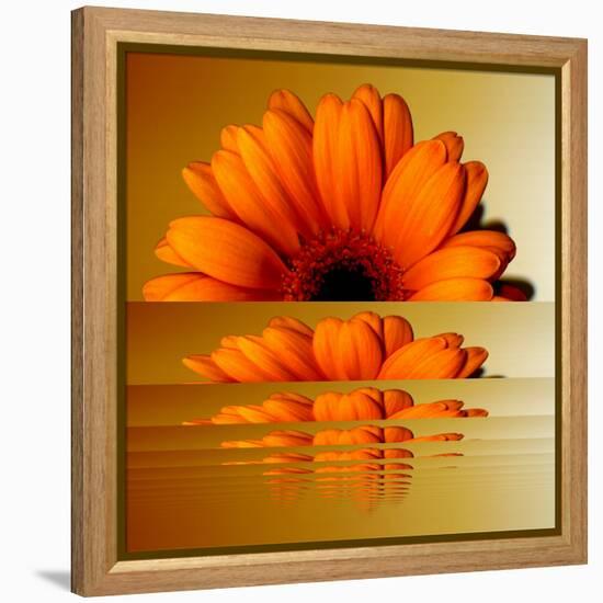 Gerbera Flower as Rising Sun-Winfred Evers-Framed Premier Image Canvas