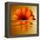 Gerbera Flower as Rising Sun-Winfred Evers-Framed Premier Image Canvas