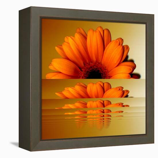 Gerbera Flower as Rising Sun-Winfred Evers-Framed Premier Image Canvas