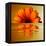 Gerbera Flower as Rising Sun-Winfred Evers-Framed Premier Image Canvas