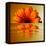 Gerbera Flower as Rising Sun-Winfred Evers-Framed Premier Image Canvas