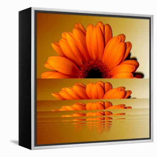 Gerbera Flower as Rising Sun-Winfred Evers-Framed Premier Image Canvas