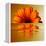 Gerbera Flower as Rising Sun-Winfred Evers-Framed Premier Image Canvas