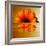 Gerbera Flower as Rising Sun-Winfred Evers-Framed Photographic Print