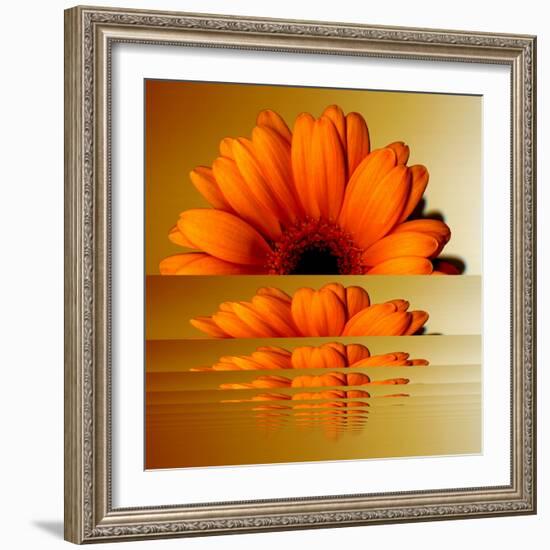 Gerbera Flower as Rising Sun-Winfred Evers-Framed Photographic Print