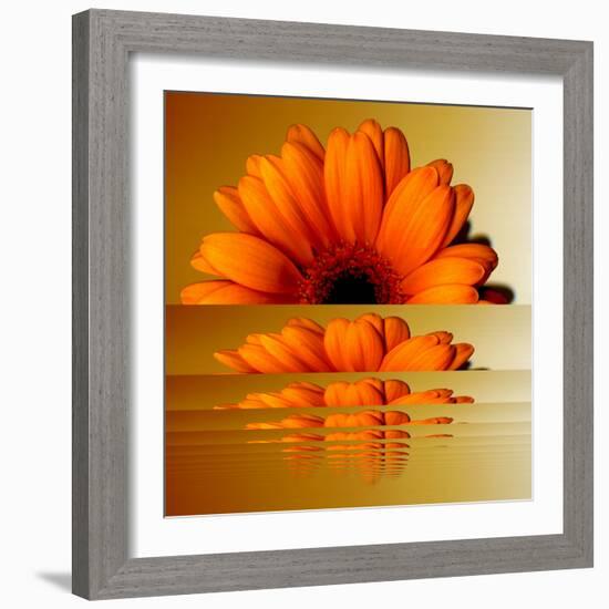 Gerbera Flower as Rising Sun-Winfred Evers-Framed Photographic Print