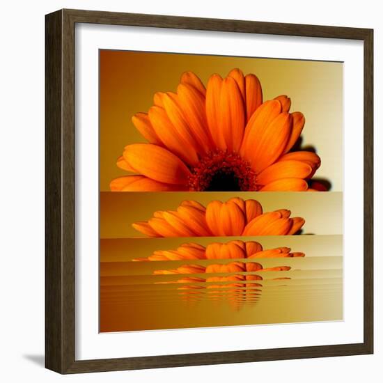 Gerbera Flower as Rising Sun-Winfred Evers-Framed Photographic Print