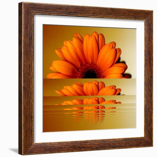 Gerbera Flower as Rising Sun-Winfred Evers-Framed Photographic Print