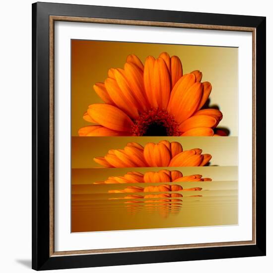 Gerbera Flower as Rising Sun-Winfred Evers-Framed Photographic Print