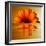 Gerbera Flower as Rising Sun-Winfred Evers-Framed Photographic Print