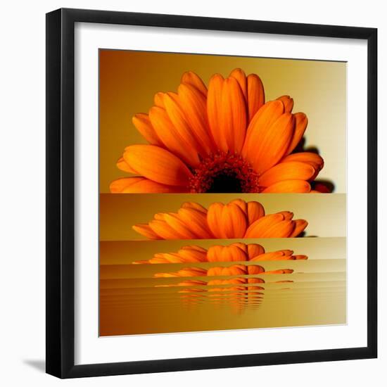 Gerbera Flower as Rising Sun-Winfred Evers-Framed Photographic Print